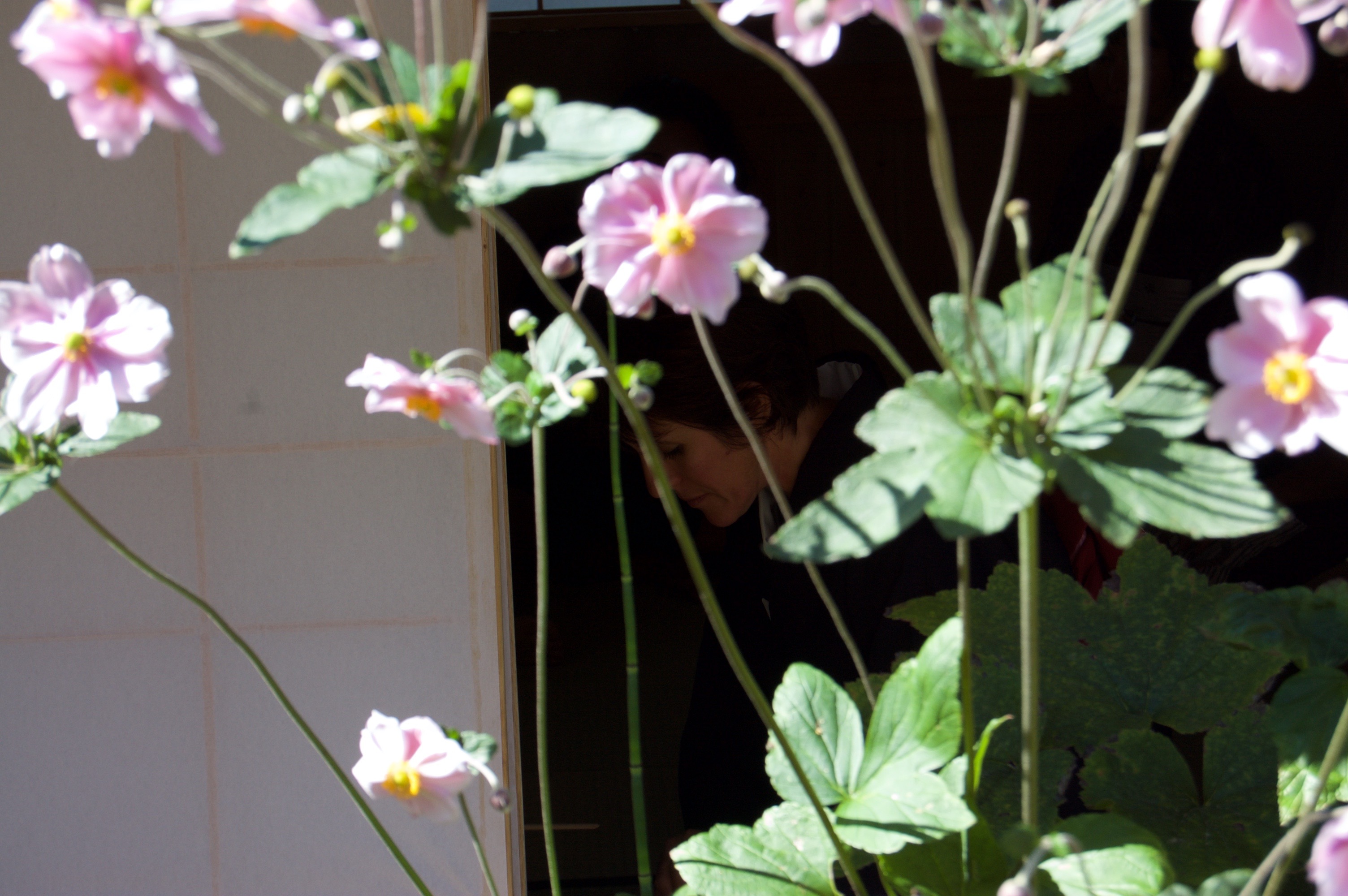 Derrière les anémones du Japon, Domiko