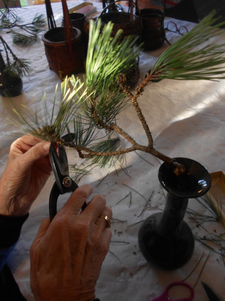 éclaircir les aiguilles de pin