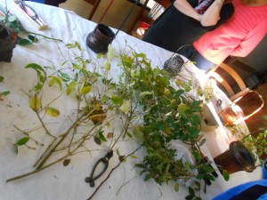 branchages épars sur la grande table