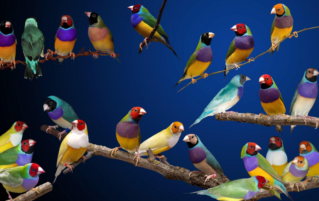 les Diamants de Gould