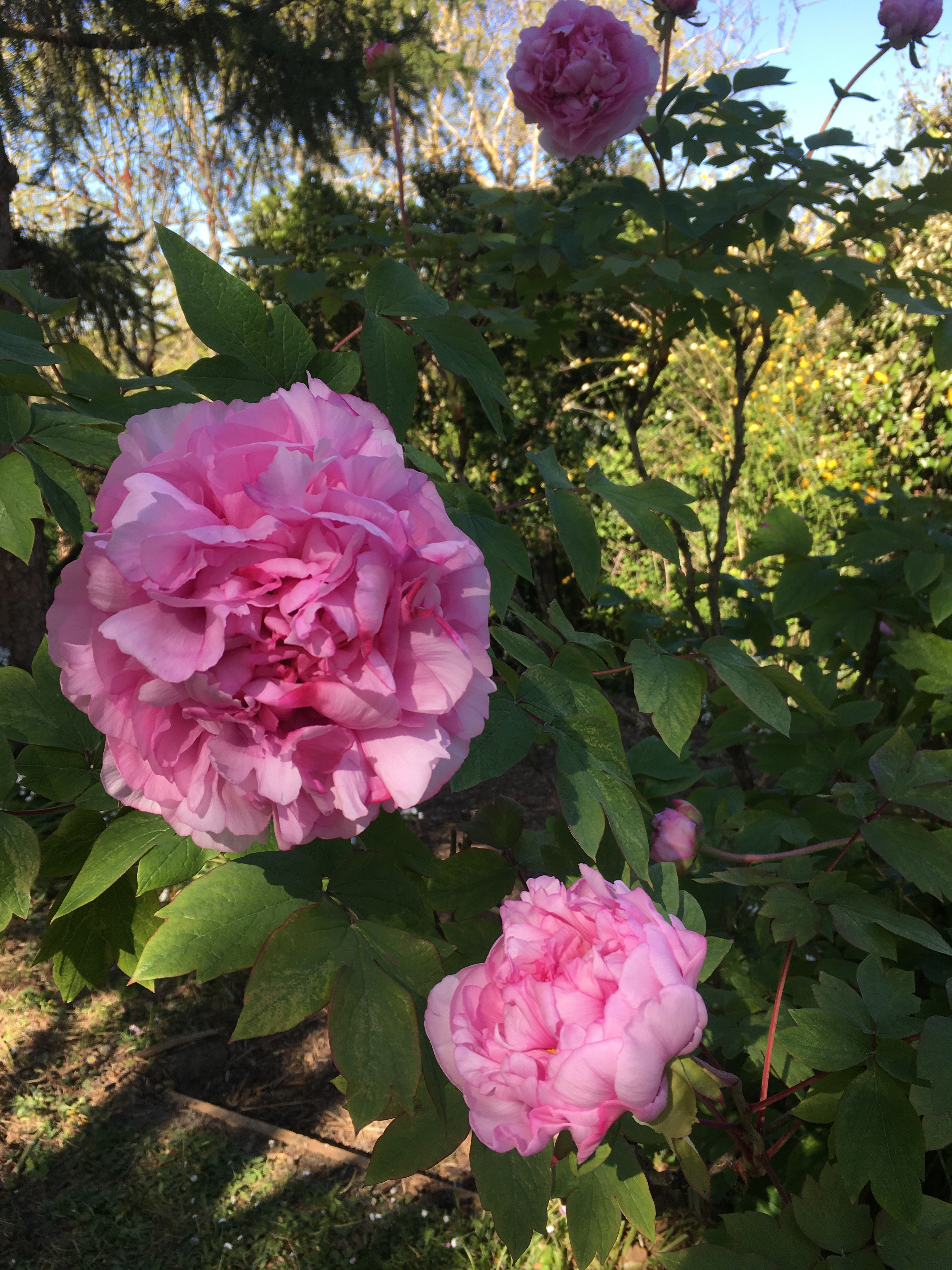 56B79CA8-C4F1-405B-B02F-A0B6F0C2B576